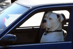 They see me rollin' They hatin'